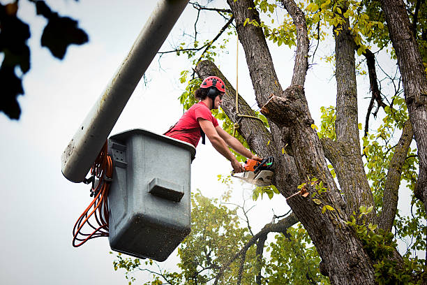 Mulching Services in Cave Springs, AR